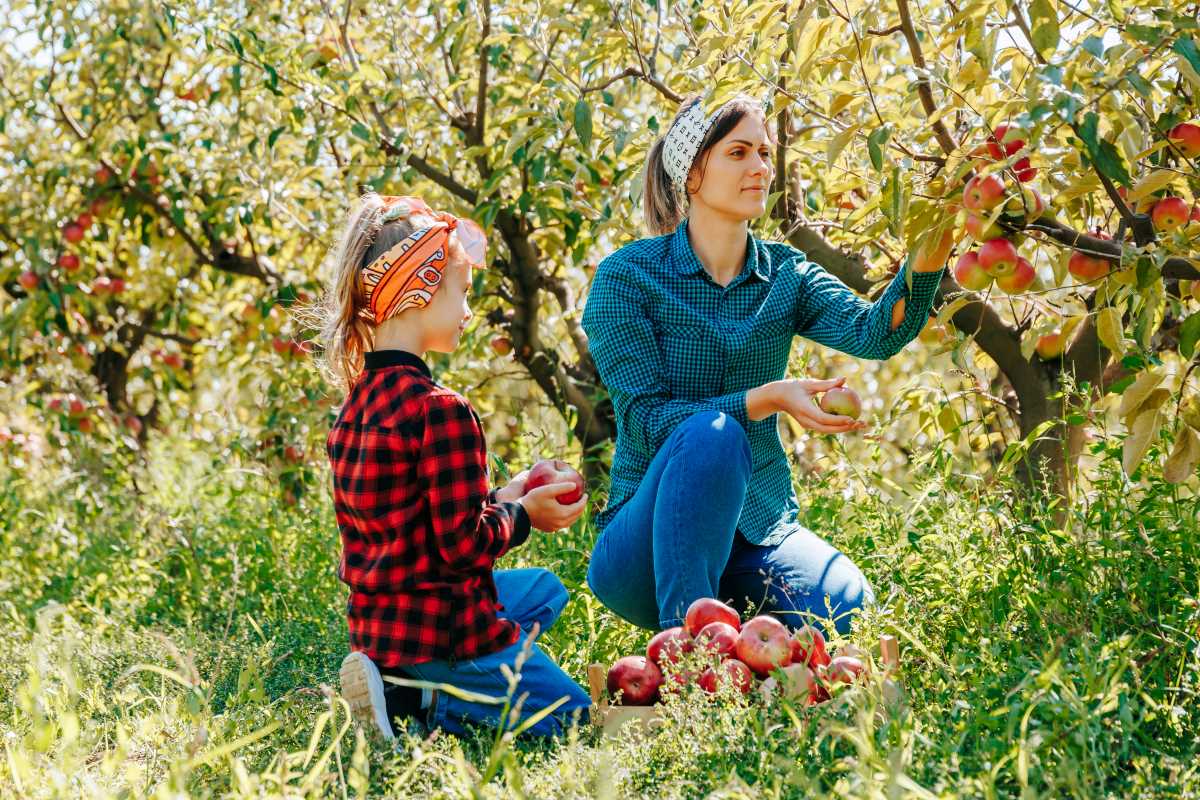 Apfel pflücken im Schwarzwald-Baar-Kreis — wann ist es erlau