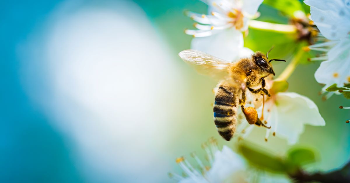 Bienen schützen im Garten – Tipps für Schwarzwald-Baar-Kreis