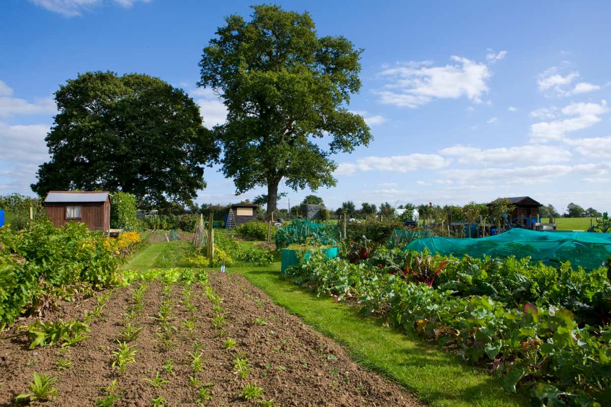 Gartengrundstück im Schwarzwald-Baar-Kreis: Kaufen oder pach
