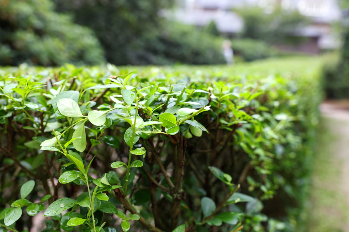 Hecke schneiden: Schonzeit & beste Zeitpunkte erklärt