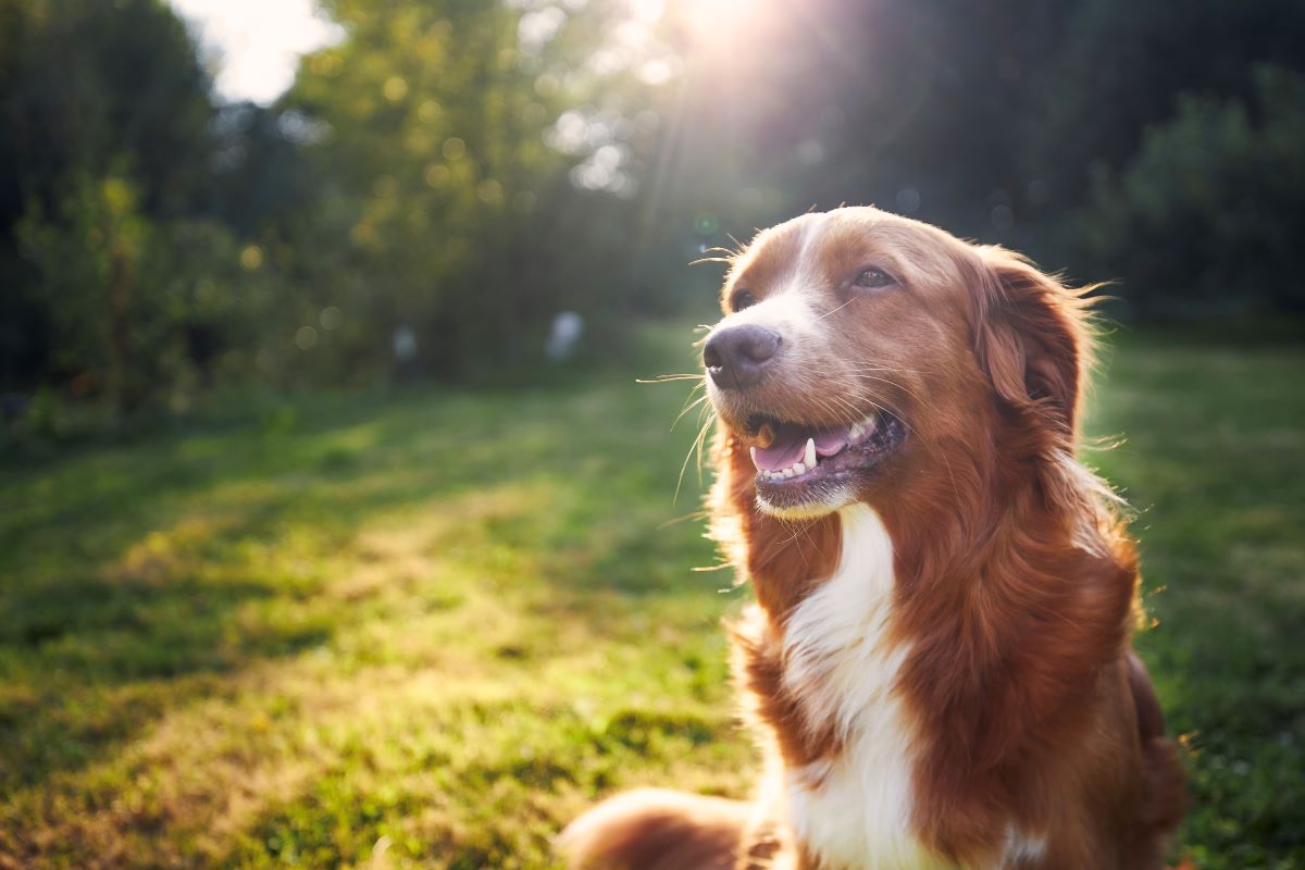 Hund vermisst Schwarzwald-Baar-Kreis — erste Schritte