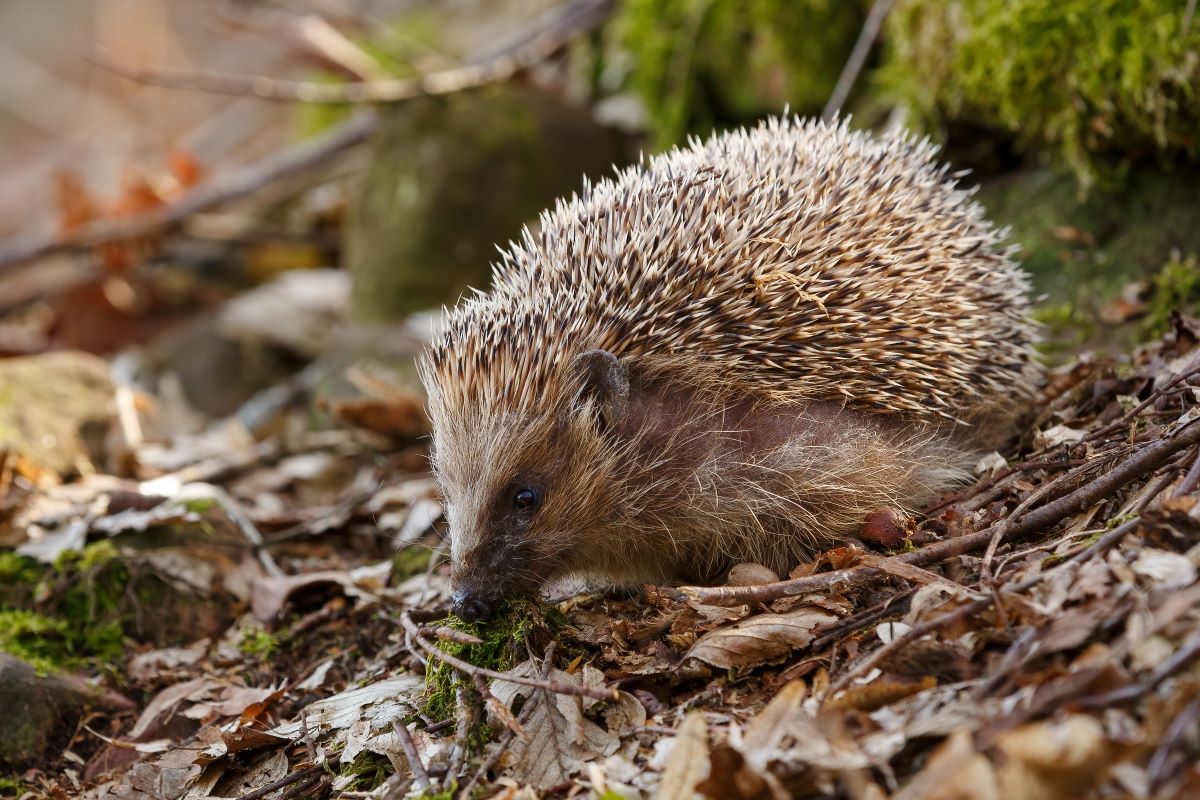 Igel im Garten Schwarzwald-Baar-Kreis – So helfen Sie richtig