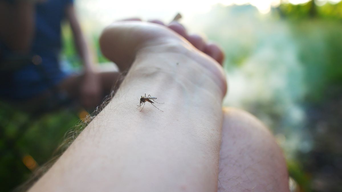 Insektenstiche im Schwarzwald-Baar-Kreis: Erste Hilfe und ri