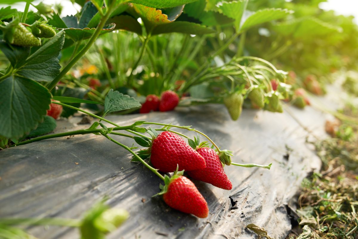 Selbsterntefelder im Schwarzwald-Baar-Kreis: Frisches Obst u
