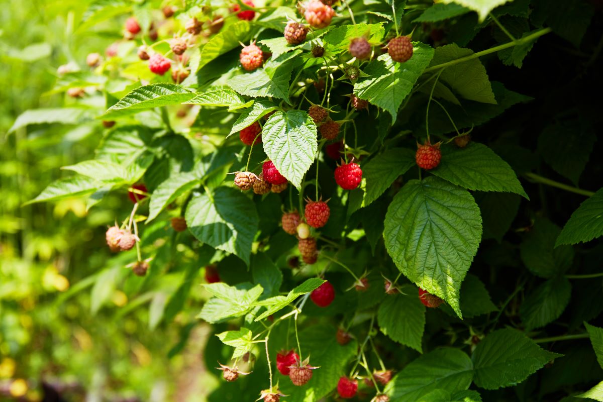 Streuobstwiese mit Hecke einfrieden — was geht? Ein Leitfade
