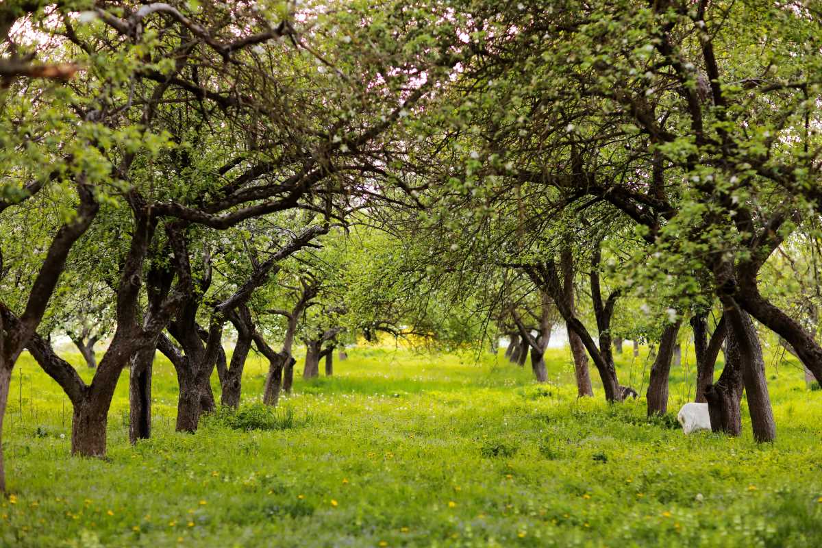 Streuobstwiese kaufen im Schwarzwald-Baar-Kreis — lohnt sich