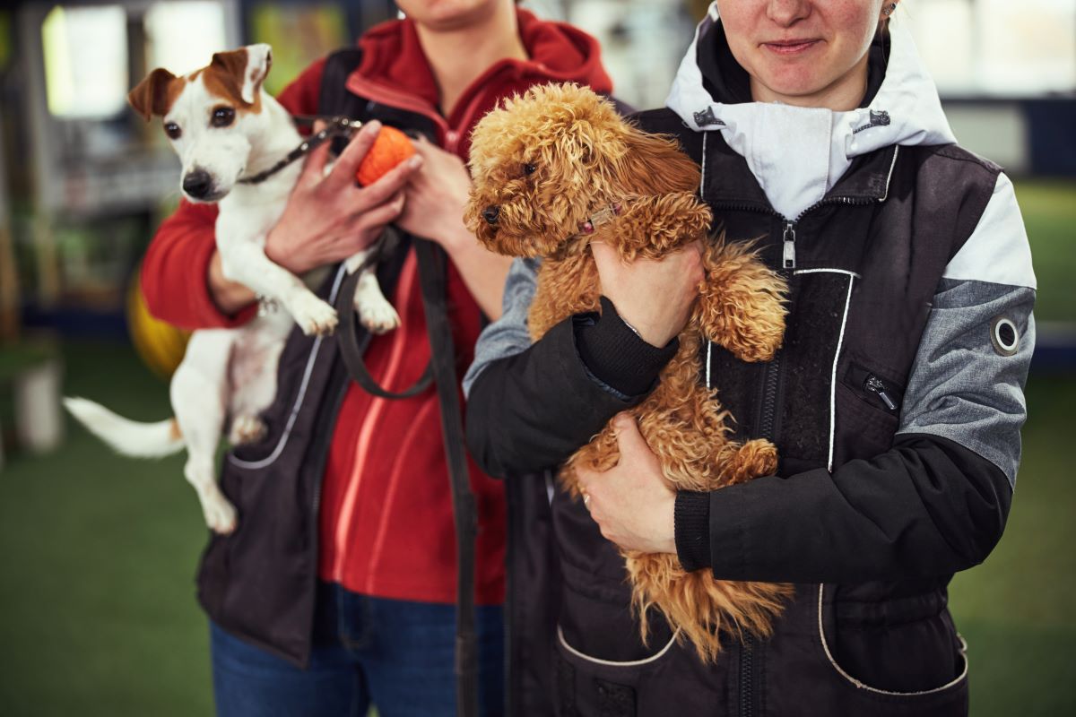 Tier adoptieren statt kaufen im Schwarzwald-Baar-Kreis