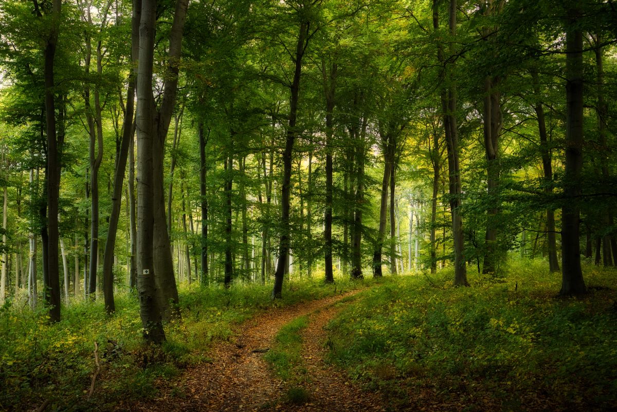 Wald-Ausflug mit Kindern im Schwarzwald-Baar-Kreis — was ist